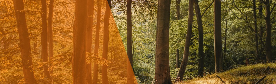 Sommertour durch den Wald